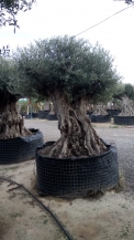olea europea- olivenbaum alt gross_2